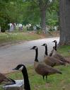 decatur-geese1